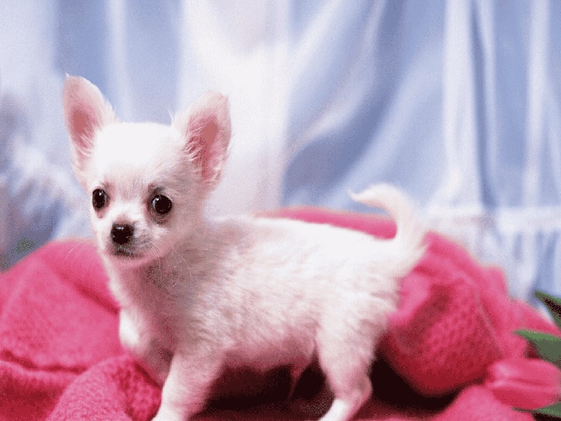 试管宝妈简介，试管妈妈的内心